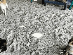 Banyak Kucing di Pulau Tidung Kecil, Ternyata Ini Sebabnya
