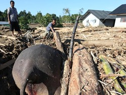 Nasib Gajah Sumatra Usai Banjir, Pakar: Terfragmentasi-Kehilangan Habitat