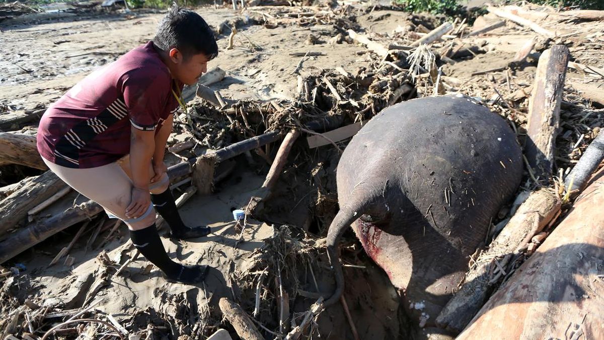 Bangkai Gajah dengan Kepala Terbenam Kayu dan Lumpur Banjir di Aceh