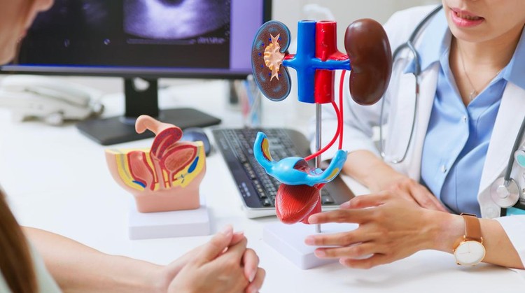 closeup asian female doctor explains urinary system problems using 3d human model - patient may suffer from incontinence and kidney weakness