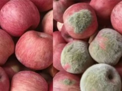 Modus Baru! Foto Apel Diedit AI agar Tampak Rusak untuk Klaim Refund