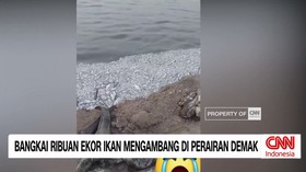 VIDEO: Bangkai Ribuan Ekor Ikan Mengambang di Perairan Demak