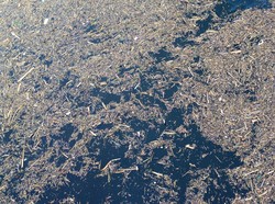 Tak Hanya ke Sungai, Kayu Gelondongan Juga Hanyut ke Danau Singkarak