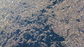 FOTO: Teka-teki Jejak Ribuan Kayu Gelondongan di Banjir Bandang Solok