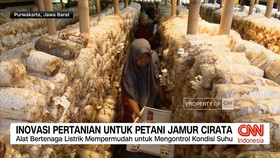 VIDEO: Inovasi Pertanian Untuk Petani Jamur Cirata