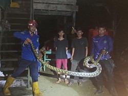 Hii! Warga Temukan Piton 6 Meter di Semak-semak Dekat Permukiman