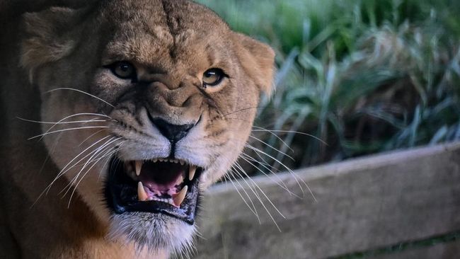A West African lioness stands in its enclosure at Cerza Zoo, in Lisieux, northwestern France, on October 17, 2025. Three West African lionesses were born in August 2025 at Cerza Zoo, as part of the European Endangered Species Programmes (EEP). In the