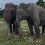 1.040 Sertifikat Tanah di Taman Nasional Tesso Nilo Dibatalkan, Ada Harapan untuk Pulihkan Hutan!