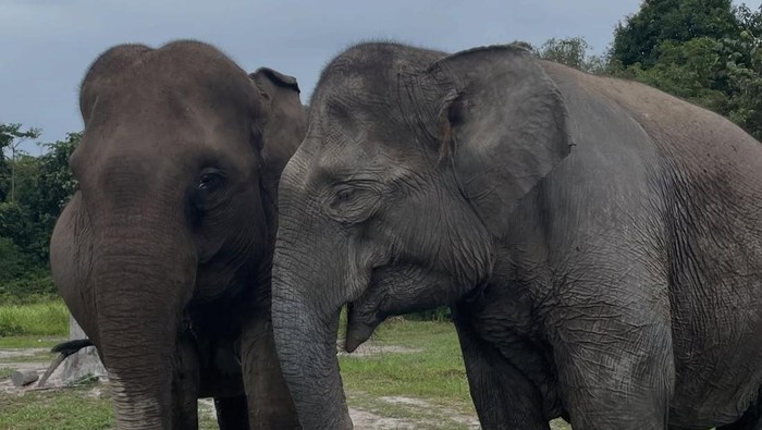 1.040 Sertifikat Tanah di Taman Nasional Tesso Nilo Dibatalkan, Ada Harapan untuk Pulihkan Hutan!