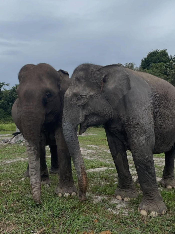 Taman Nasional Tesso Nilo jadi tempat tinggal gajah dan harimau Sumatera. Polemik terus menerus terjadi atas kawasan ini/Foto: instagram.com/btn_tessonilo