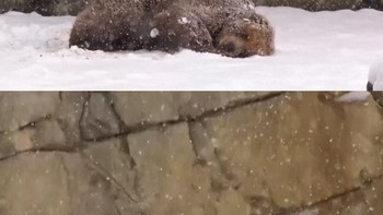 Gemasnya Hewan-hewan Main Salju di Kebun Binatang Chicago