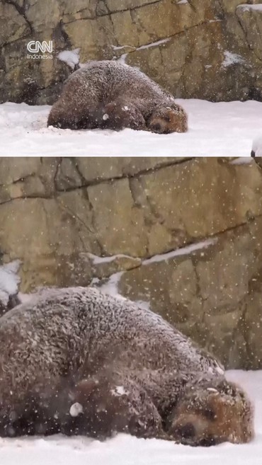 Gemasnya Hewan-hewan Main Salju di Kebun Binatang Chicago