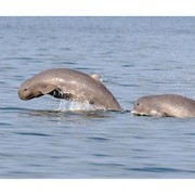 Terancam Punah! Ini 7 Hewan Endemik Indonesia yang Wajib Dilindungi