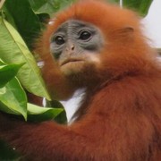 5 Alasan Kita Perlu Menjaga Flora dan Fauna Endemik Menurut Ahli, Dampak Besar Bagi Manusia!