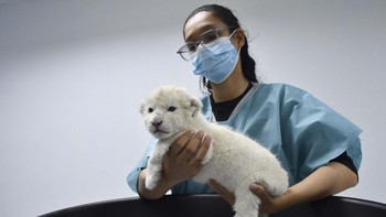FOTO: Bayi Singa Putih Nyaris Punah Lahir di Kebun Binatang Venezuela