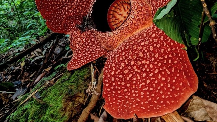Flora dan fauna endemik berperan penting dalam mendukung ekosistem yang sehat. Manusia sangat bergantung pada ekosistem/Foto: instagram.com/illustratingbotanist