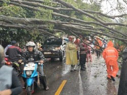 Hujan-Angin Kencang Bikin Pohon Besar di Jl Muchtar Raya Depok Tumbang