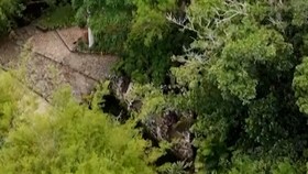 Pohon Palem Langka di Brasil Berbunga Setelah Puluhan Tahun