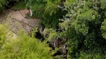 Pohon Palem Langka di Brasil Berbunga Setelah Puluhan Tahun