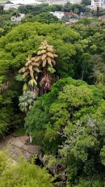 Pohon Palem Langka di Brasil Berbunga Setelah Puluhan Tahun