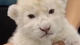2 Anak Singa Putih Menggemaskan Lahir di Kebun Binatang Venezuela