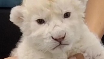 2 Anak Singa Putih Menggemaskan Lahir di Kebun Binatang Venezuela