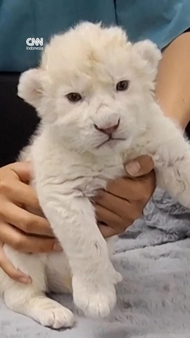 2 Anak Singa Putih Menggemaskan Lahir di Kebun Binatang Venezuela