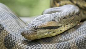 Anakonda Selalu Berukuran Raksasa Sejak 12 Tahun Lalu, Apa Rahasianya?