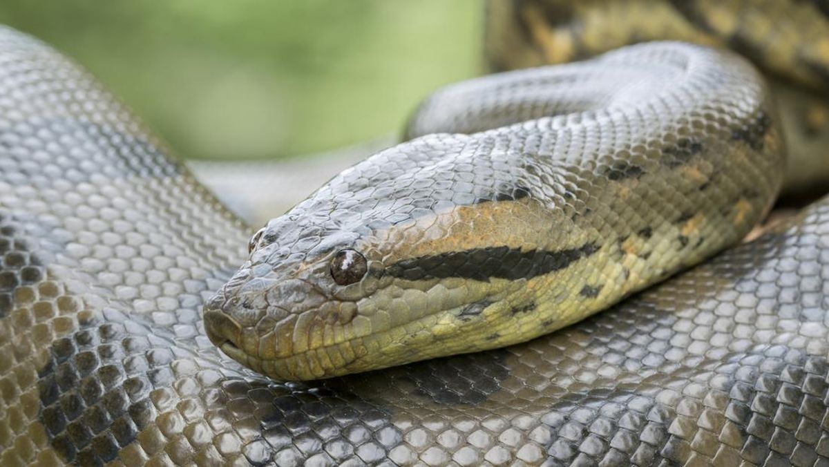 Anakonda Selalu Berukuran Raksasa Sejak 12 Tahun Lalu, Apa Rahasianya?