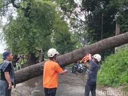 Hujan Angin Landa Klaten Siang Tadi, Pohon Tumbang Lukai Pemotor