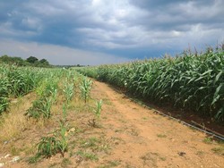 Ladang Jagung ala Interstellar di Serang Bikin Senyum Petani Mengembang