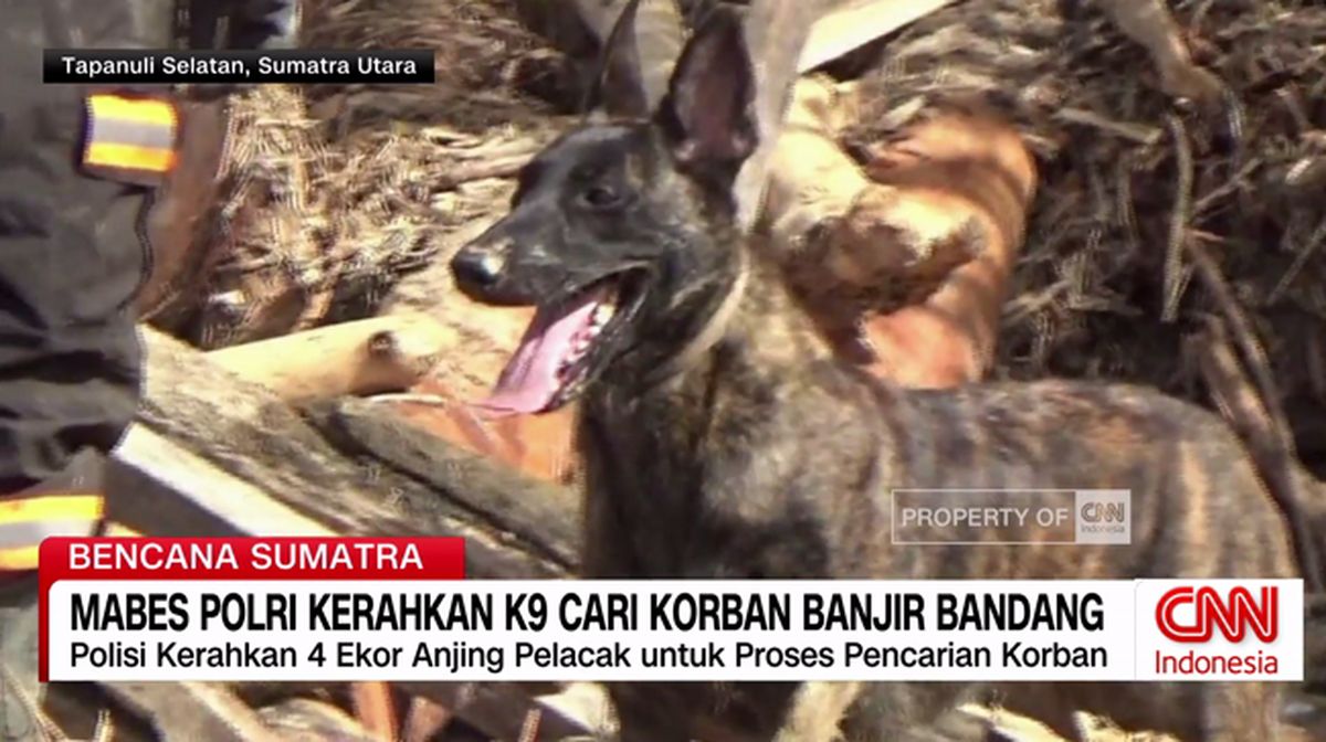VIDEO: Mabes Polri Kerahkan K9 Cari Korban Banjir Bandang Sumatra
