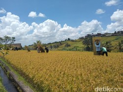 Bupati Tabanan soal Aksi Protes Petani Jatiluwih: Mereka Menjaga Sawah