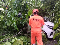 Pohon Tumbang Timpa Mobil di Jalan Dharma Praja Banjarmasin Timur