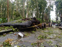 Tragedi Pohon Raksasa Sangeh Tumbang, Terparah dalam 1 Dekade