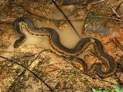 Ular Belalai Gajah Berbisa atau Tidak? Ini 5 Fakta Ilmiahnya