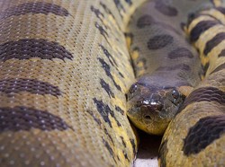 Tak Berubah, Kenapa Anaconda Tetap Raksasa sejak Zaman Purba?