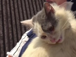 Video: Kucing Korban Banjir Sumbar Ini Akhirnya Kembali ke Pelukan Pemiliknya