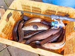 Si Hama Penyembuh Luka dari Bulungan yang Lebih Sering Jadi Ikan Asin