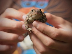 Wanita China Masuk RS Kena Infeksi Paru Langka gegara Doyan Makan Katak Mentah