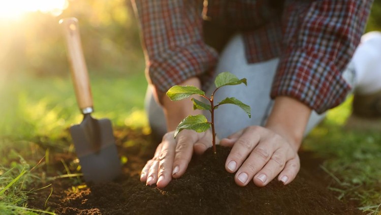 Ilustrasi menanam pohon