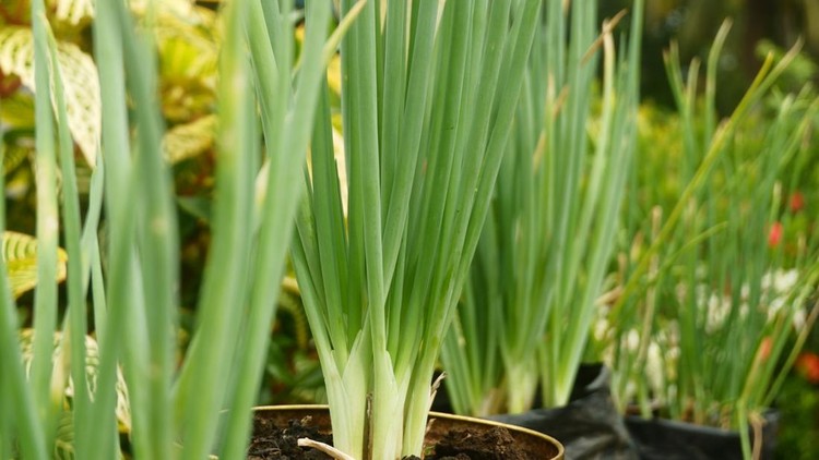 Photography of red onion plants in pots