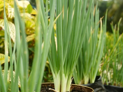 Cara Menanam Daun Bawang di Rumah Agar Tumbuh Subur dan Panen Melimpah