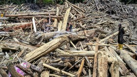 Ada Bekas Gergaji, Kayu Gelondongan Sumatra Kini Dibidik Jerat Pidana