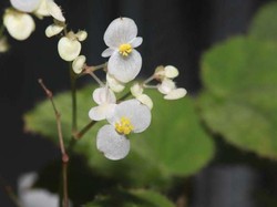 Ilmuwan Temukan Spesies Langka Tanaman Berbunga Putih di Negara Ini, Hampir Punah?