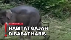 Gajah di Tesso Nilo Terancam karena Hilangnya Habitat Alami