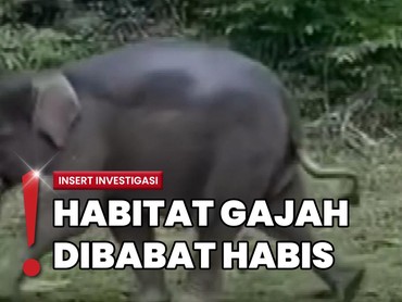 Gajah di Tesso Nilo Terancam karena Hilangnya Habitat Alami