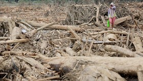 Polisi Ungkap Kayu Gelondongan Terdampar di Lampung dari Kapal Rusak