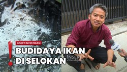 Unik! RT di Duren Sawit Kembangkan Budidaya Ikan Lele dari Selokan
