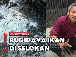 Unik! RT di Duren Sawit Kembangkan Budidaya Ikan Lele dari Selokan